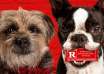Universal Pictures' STRAYS